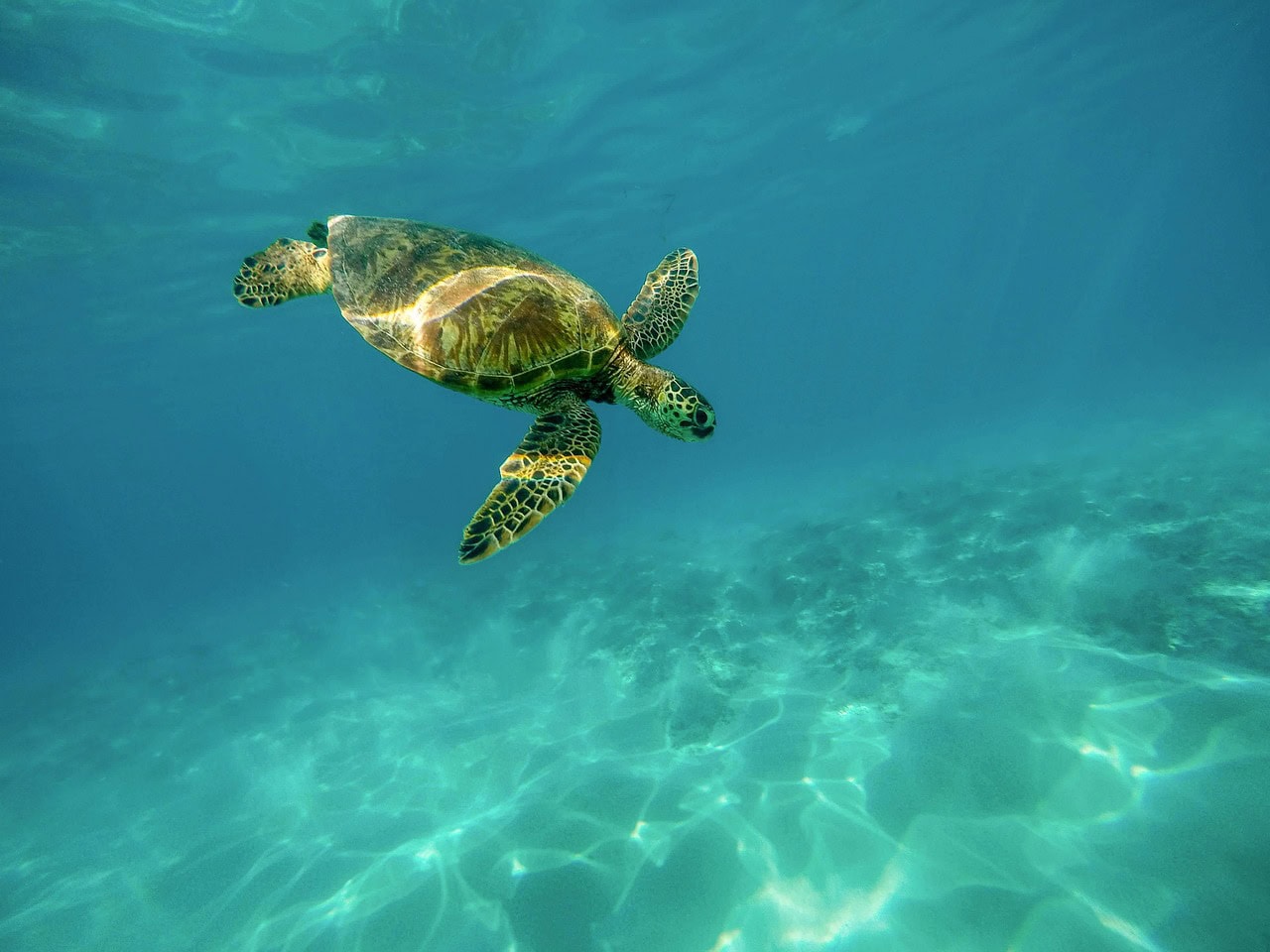sea turtle, turtle, underwater, swimming, reptile, marine animal, marine turtle, ocean, sea, carapace, tropical, water, wildlife, nature, diving, dive, animal, animal world, wildlife photography